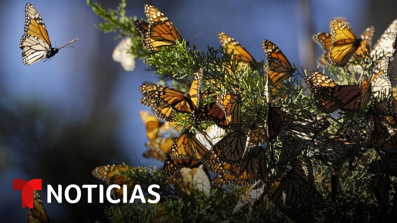 Mariposa Monarca En Mano Con App Se Pueden Ver Las Mariposas Volando