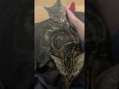 Kitten cuddles are the best cuddles ❤️