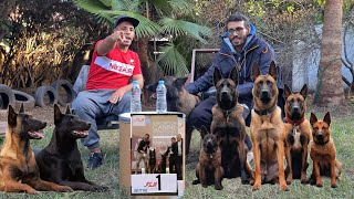 زيارة البطل المغربي في مجال كلاب الحراسة وشراسة مالينوا