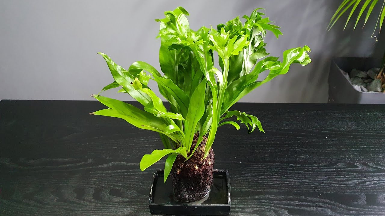 Microsorum punctatum na skale wulkanicznej