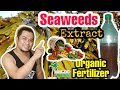 How To Make Seaweed Extract | Organic Liquid Fertilizer