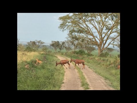 Traditional Karamoja Songs