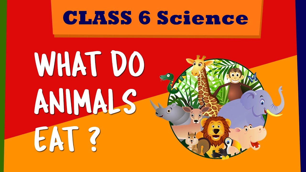 What do animals eat | CBSE 6th Class Science | Food : where does it come  from | NCERT Clss 6 - YouTube