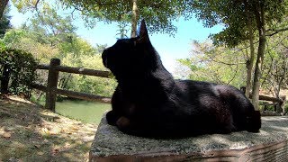 池のほとりのベンチにお行儀よく座る黒猫
