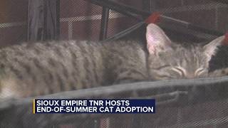 Sioux Empire TNR hosts end-of-summer cat adoption party