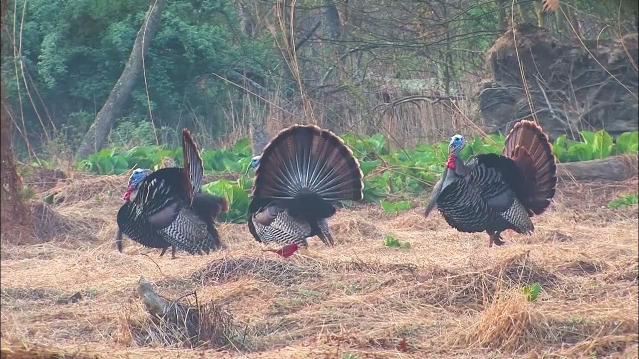 How to Hunt Turkeys - YouTube