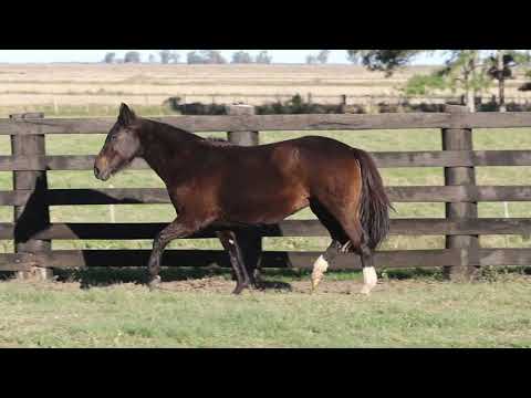 Lote 09   Hulha Negra 1450 Maufer