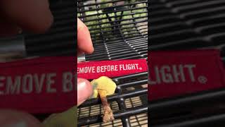 Watch the amazing RAPID color change of Boletus bicolor.
