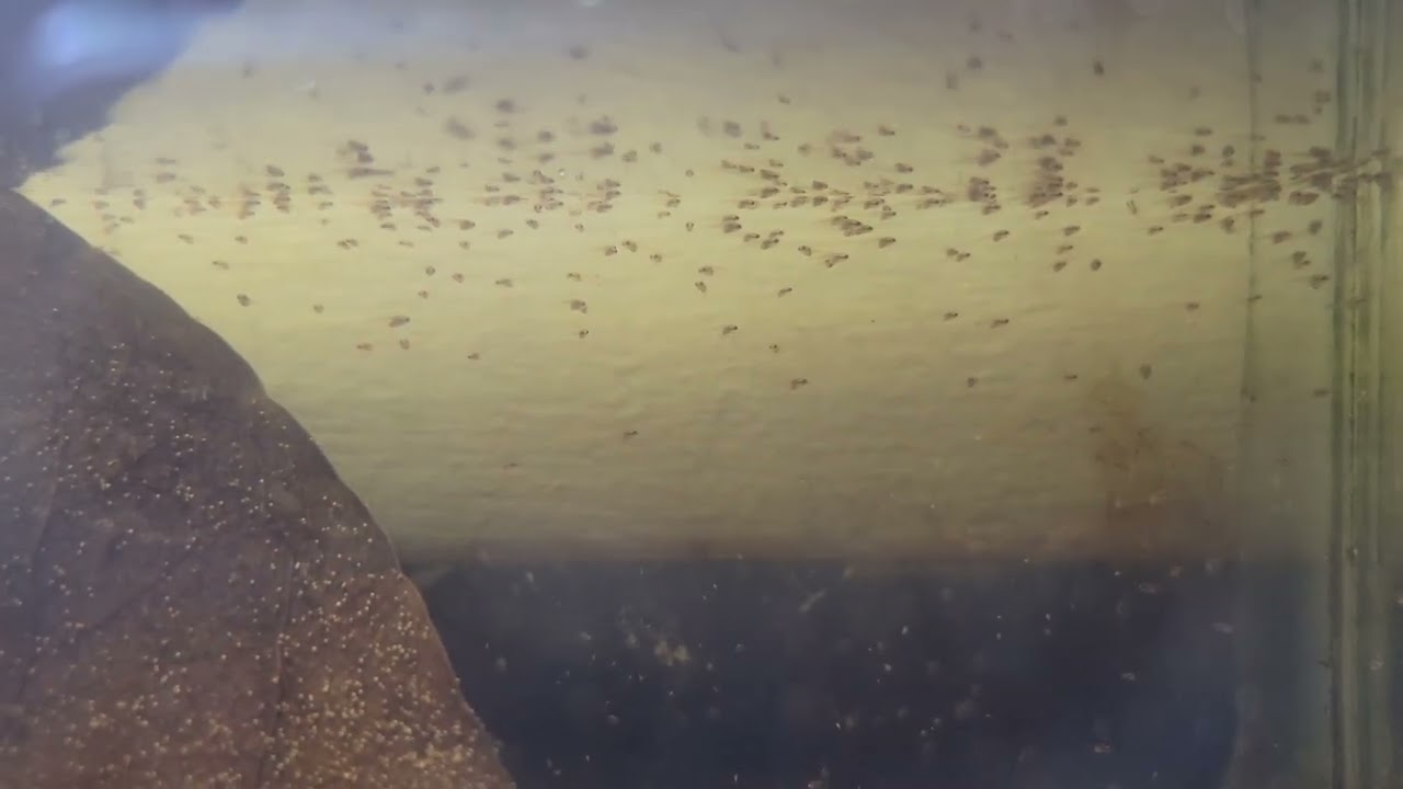 Fighter Plakat fry batch 200+ (5 days old)