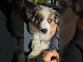 Top 4 Puppies With The Most Incredible Eyes
