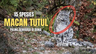 15 Jenis Macan Tutul Di Dunia!!  Yang Dari Indonesia Hampir Punah!!