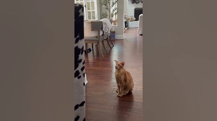 Video 11638501: oriental shorthair cat, talking, pets