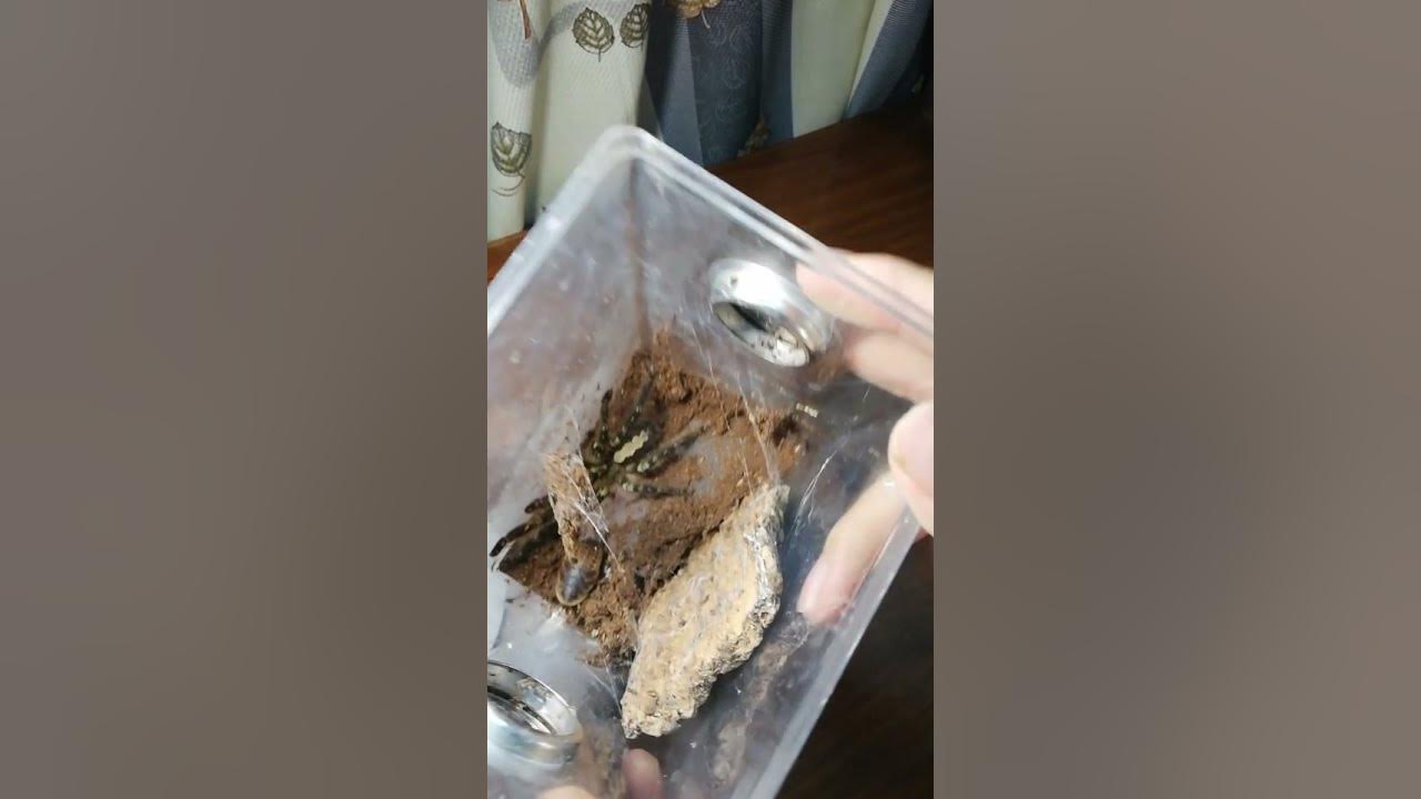 Giant vinegaroon wins compilation Vinegaroon vs tarantulas Vinegaroon