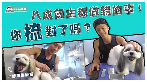 八成飼主都做錯的事！你梳對了嗎？！ - 天天要聞