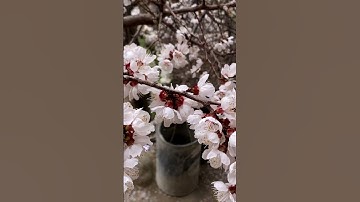 Thumbnail of Apricot Blossoms Falling Like Snow | Nature’s Magic| Aryan Valley