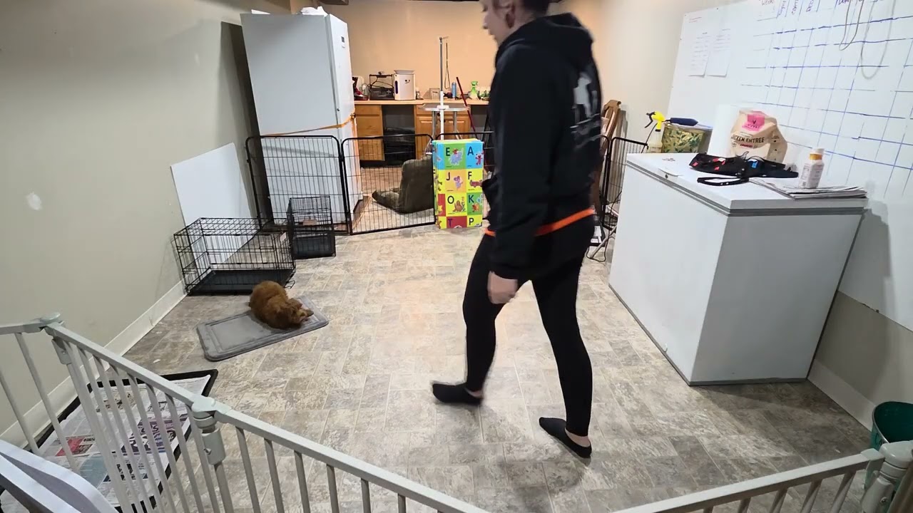 Premier Pup Kiwi Wk 3 Recap