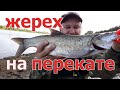 ЛОВЛЯ ЖЕРЕХА НА ПЕРЕКАТЕ В ИЮЛЕ! Zipbaits Raphael 45s в деле