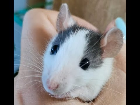 Наш новый питомец.