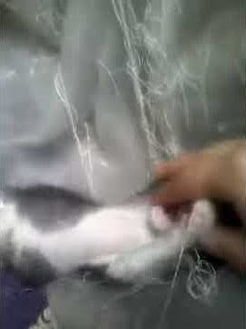 Mignonne chatte♥♥♥