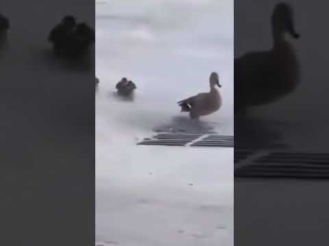 Sad duck loses