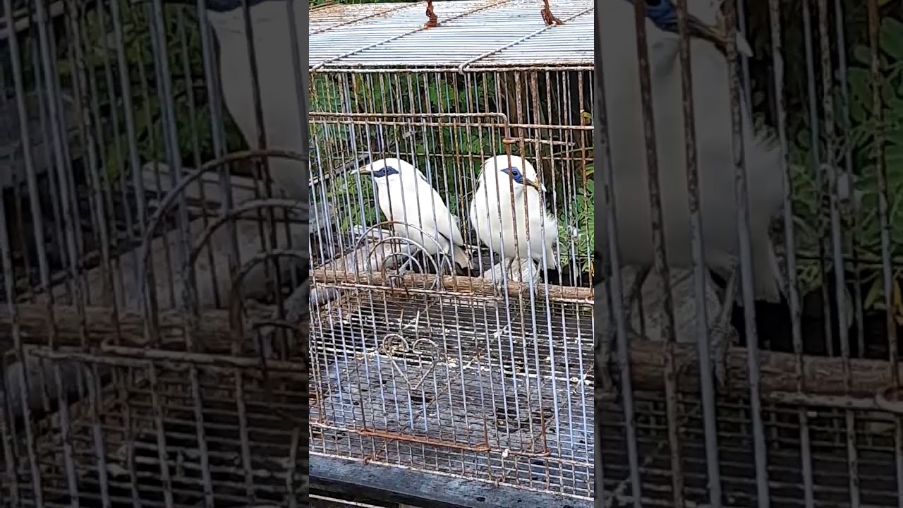 jalak Bali siap masuk kandang dan gacoran 