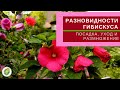 ГИБИСКУС  - как посадить и ухаживать//Виды гибискуса - сирийский,  гибридный, китайская роза