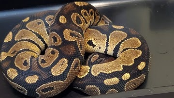 Feeding my Ball Python a Smaller mouse #animals #reptiles #ballpython #nature #feeders #mice