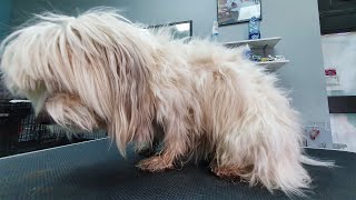 We took this DOG FROM ANIMAL SHELTER and helped him to find a new home (grooming and bathing)