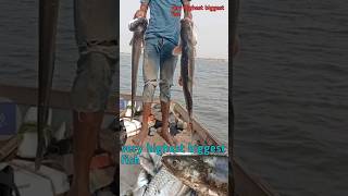 fish ? hunting in the ganga | very Biggest fish hunt