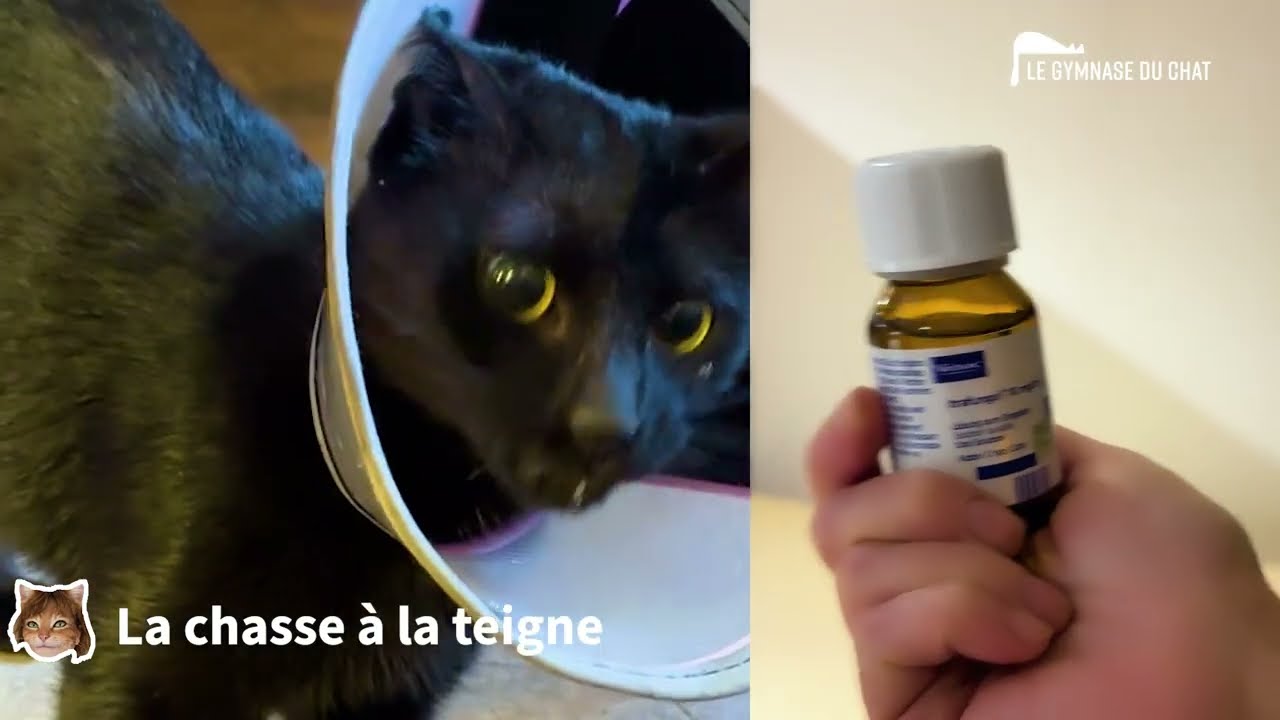 LES CHATS DE SOPHIE - La teigne du chat : reconnaître, traiter et éviter la contamination