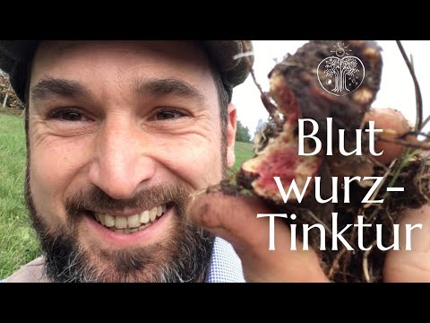 Blutwurz Heilwirkung -