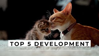 Famous Top 5 development milestones of a kitten Profile