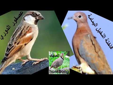 صوت الدوري والقماري