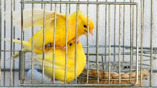 تغريد طائر كناري هائج يجبر أنثى الكناري على إتخاذ وضعية التلقيح | canary singing training