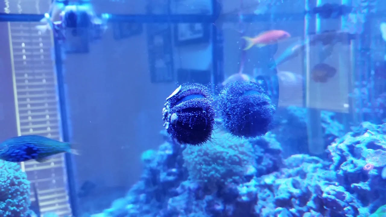 Blue Tuxedo Urchin Care informacionpublica.svet.gob.gt