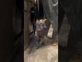 Mainecoon Princes Leia full off play #mainecoon #fluffycat #cat #kitten #wildcats