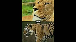 Barbary Lion Vs Bengal Tiger
