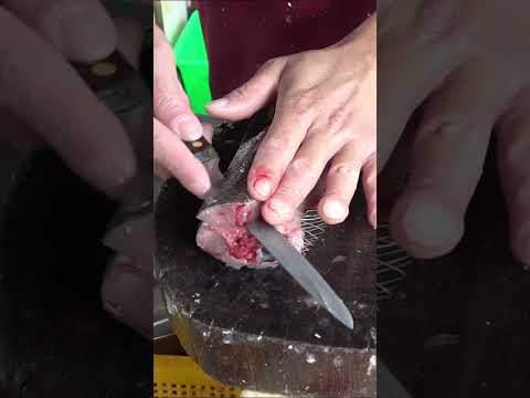 Ikan Bandeng Air Laut