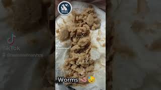 احترس من الديدان المعوية ? Worms of pet animals vet cat بيطري wormszone الديدان