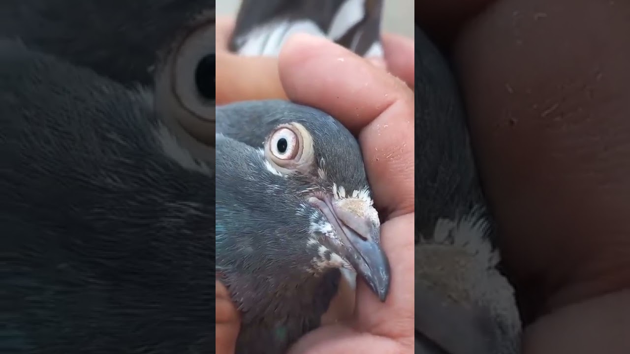 ustad numan butt sb k sath ustad mian rauf late k Kabotro ka Shouq