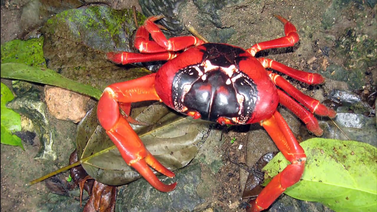 Facts: The Christmas Island Red Crab - YouTube