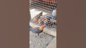 gà rừng tơ của hlau youtube cực xong rồi ae ơi.qaib qus zoo nkauj khav theeb kaws li nawb