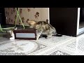 Funny Cats wear box followers Cat Maru w o music