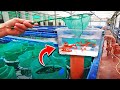 The Best Fish Farm in The World. (no clickbait)