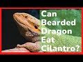 The Ultimate Guide to Feeding Cilantro to Bearded Dragons: Benefits, Risks, and Best Practices