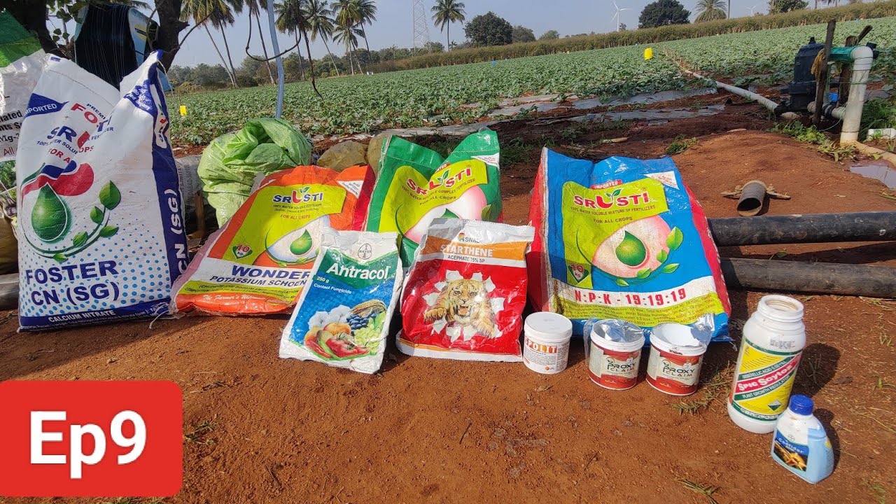 How to Apply Water Soluble Fertilizer to Watermelon Plants Ep9 |NPK,CN| Dilkash Bayer ಕಲ್ಲಂಗಡಿಗೊಬ್ಬರ