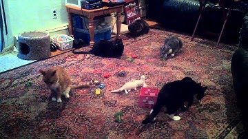 Fresh catnip from the garden