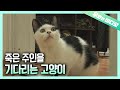 죽은 주인을 기다리는 고양이┃Cat Waiting For Its Dead Owner