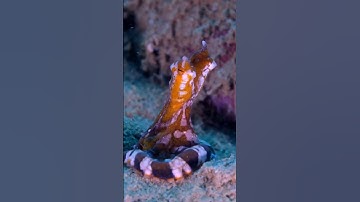 Say hello to the wunderpus! Amazingly, this species of octopus was not discovered until the 1980s.