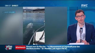 Une baleine grise a été observée il y a quelques jours dans le port de Bormes-les-Mimosas